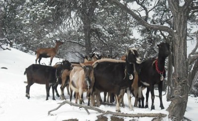 Goats-in-the-Winter